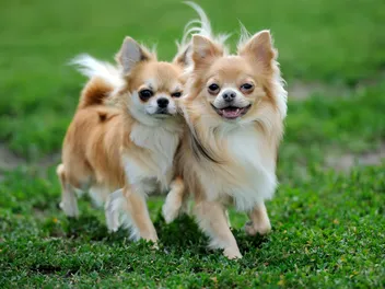 5 Adorable Long-Haired Chihuahua Haircuts & Grooming Styles (With Info & Pictures)
