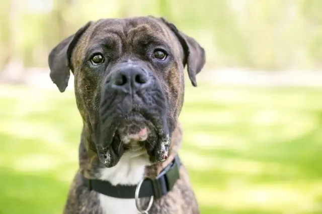 Cane Corso American Bulldog Mix: Info, Pictures, Traits & More