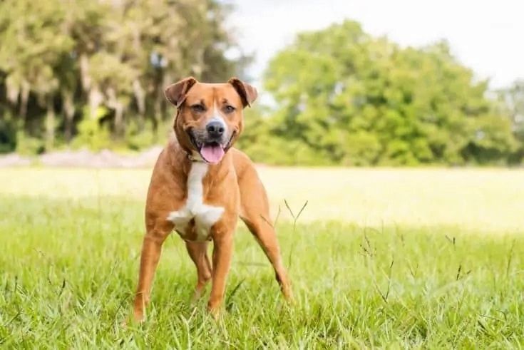 Beagle Pitbull mix_Shutterstock_TanyaCPhotography