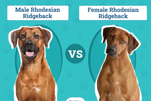 Male vs Female Rhodesian Ridgeback: What’s The Difference (With Pictures, Vet-Reviewed)