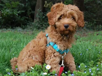 How Much Do Australian Labradoodles Cost in 2026? Facts & FAQ