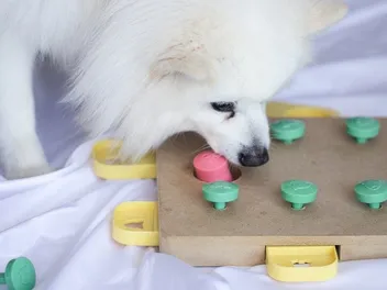 9 Best Dog Puzzle Toys in 2026 - Reviews & Top Picks