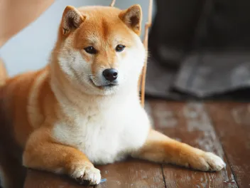 Is a Shiba Inu Hypoallergenic? Breed Facts & Allergy Tips