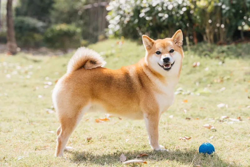 Shiba inu dog playing in the garden