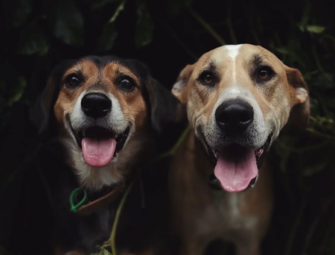 Glamour shots at daycare of Rosa and Mac