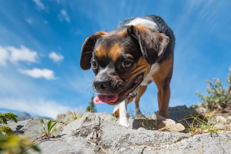 Beagle Boston Terrier mix dog hiking