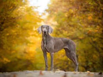 Are Weimaraners Hypoallergenic? Vet-Verified Facts & FAQ