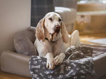 Porcelaine Dog Breed: Info, Pictures, Care, & Facts
