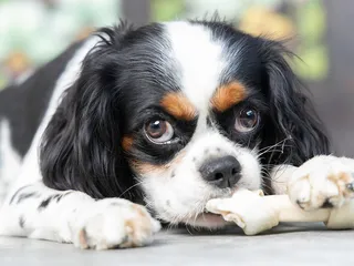 How Much Does a Cavalier King Charles Spaniel Eat in a Day? Our Vet Explains