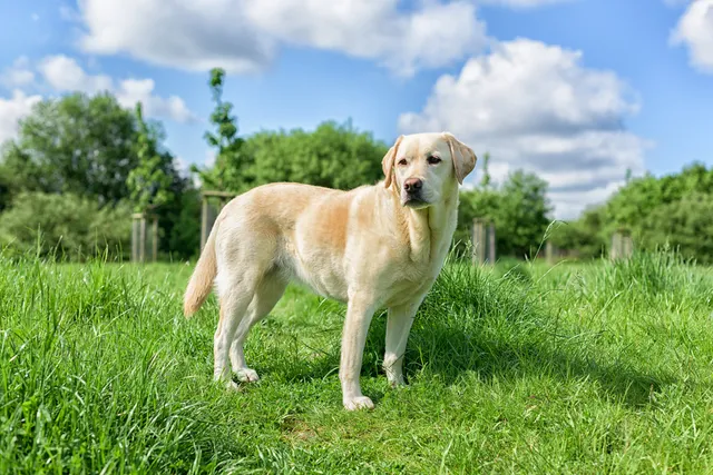 Labrador Retriever Dog Breed: Info, Pictures, History, Care & More
