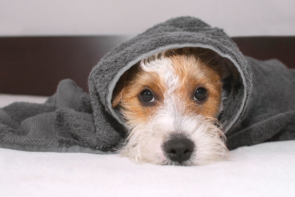 jack russel terrier in towel on bed after bath