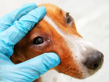 Is Dog Conjunctivitis an Emergency? Vet Approved Facts & Signs