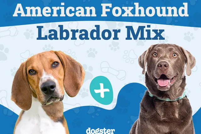 American Foxhound Lab Mix: Info, Pictures, Care, & Facts