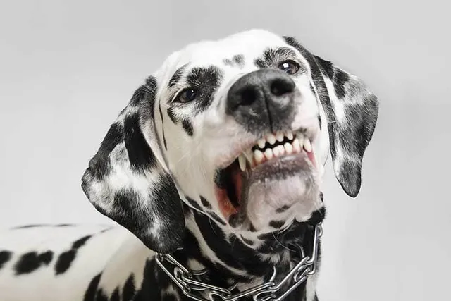 Why Do Dogs Growl? 6 Vet-Reviewed Reasons and What to Do About It