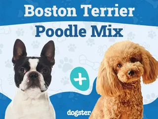 Bossi-Poo (Poodle & Boston Terrier Mix): Info, Pictures, Care & More