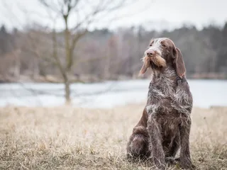 Spinone Italiano Dog Breed: Info, Pictures, Facts, & Traits