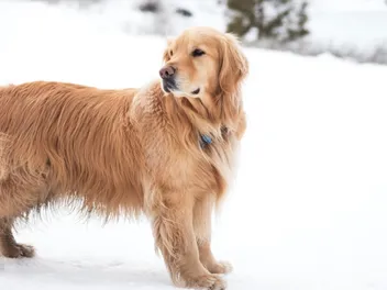 9 Most Popular Dog Breeds in Virginia (2026 Update with Pictures)