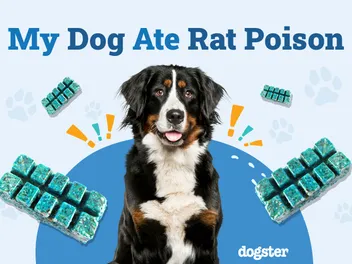 My Dog Ate Rat Poison: Here’s What to Do (Vet Answer)