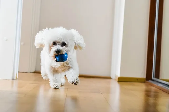 21 Dog Breeds for a First-Time Owner in an Apartment (With Info & Pictures)