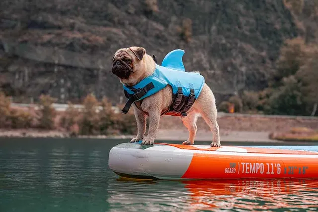 How to Paddle Board With Your Dog: SUP Guide With Vet-Approved Tips
