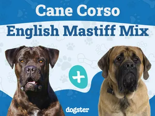 Cane Corso English Mastiff Mix: Info, Pictures, Care & More