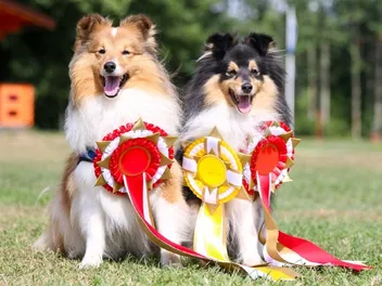 25 Amazing Dog World Records (Updated in 2026)