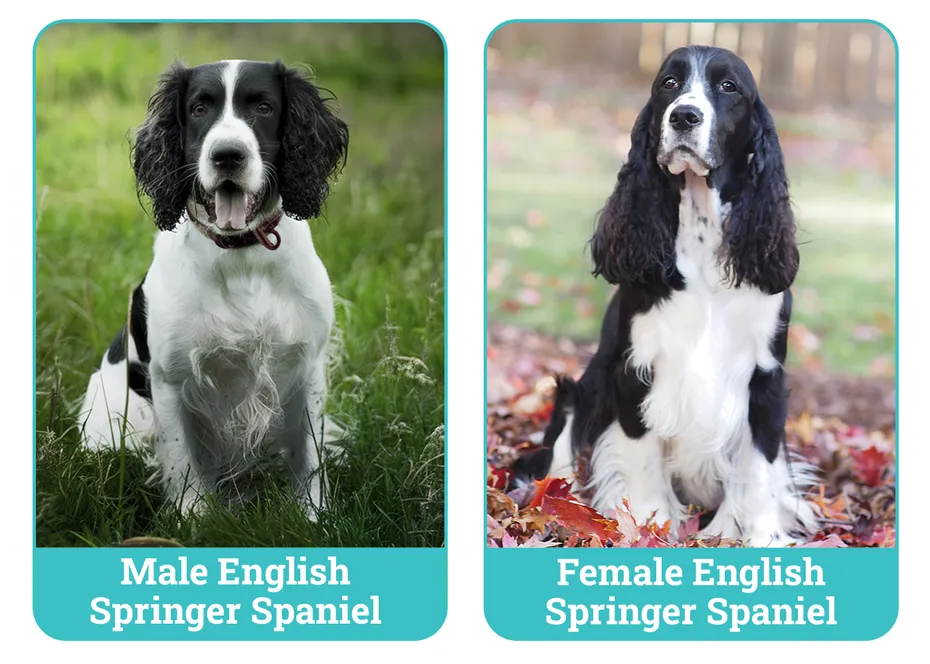 Male vs Female English Springer Spaniel