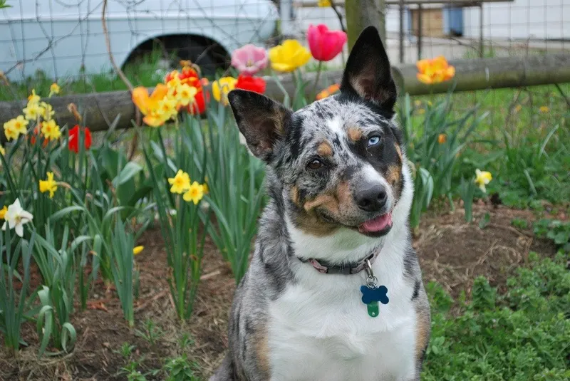 tri merle koolie