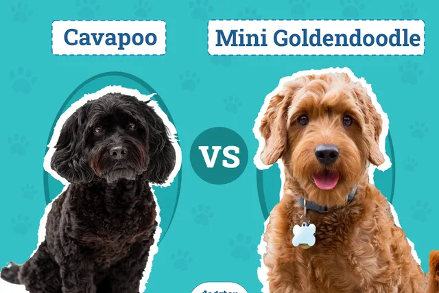 Cavapoo vs Mini Goldendoodle: Differences Explained (With Pictures)