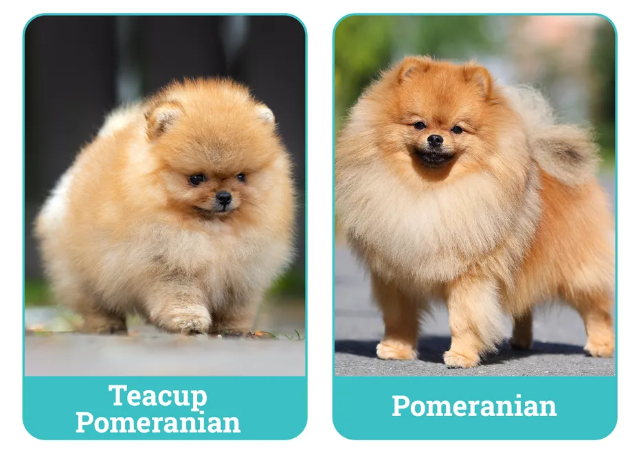 Teacup Pomeranian vs. Pomeranian