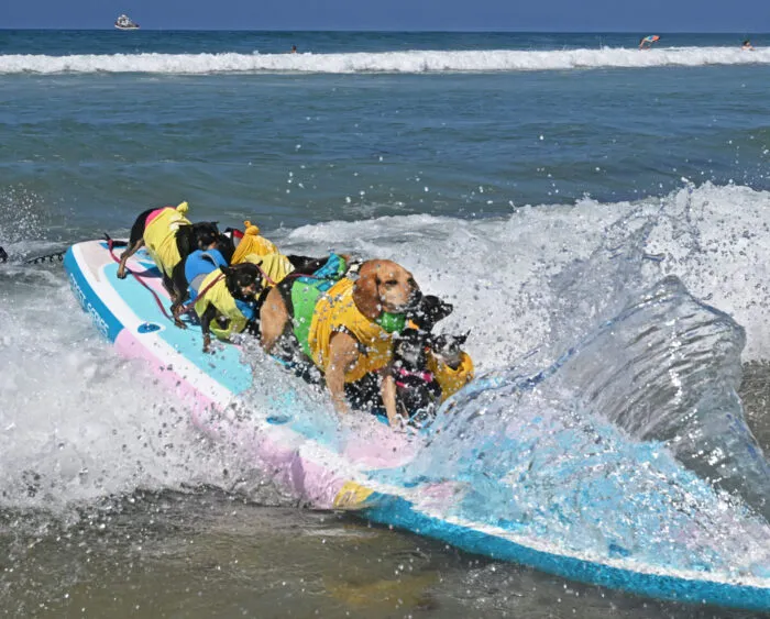 Annual Surf Dog Surf a Thon 7