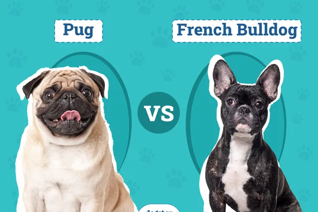 Pug vs French Bulldog: Differences Explained (With Pictures)