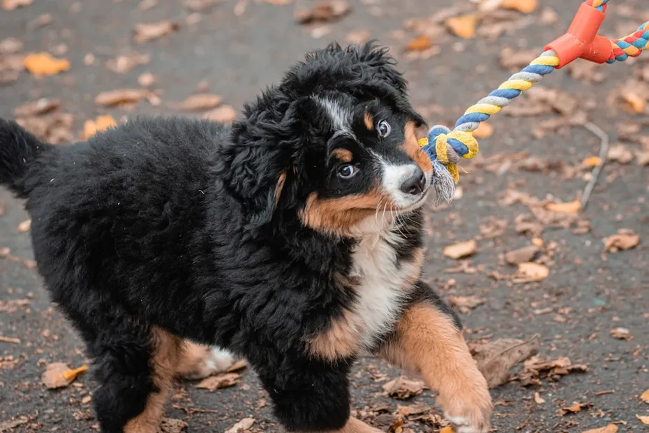 Bernese Mountain Dog puppy plays tug of war with a toy rope