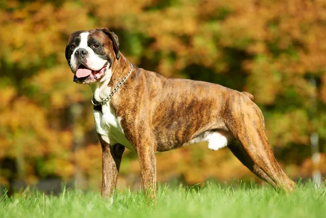 Are Boxers Aggressive? Vet-Verified Behavior Explained