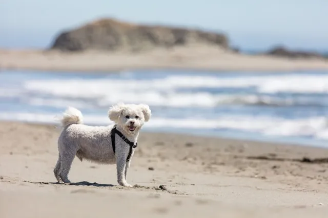 Top 9 Dog-Friendly Beaches in the Florida Panhandle in 2026: On & Off Leash Places to Go