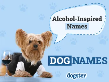225 Alcohol-Inspired Dog Names: Silly Ideas for Your Booze Hound