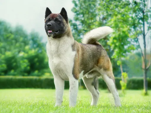 Akita