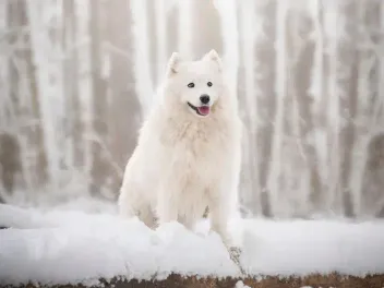 How Much Does a Samoyed Cost? 2026 Price Guide