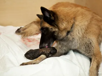 My Dog Is Bleeding After Birth: Vet-Explained Risks, Signs & Next Steps