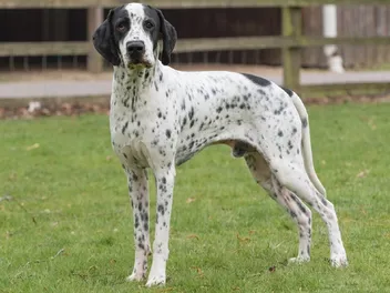 Braque d'Auvergne Dog Breed: Info, Pictures, Care & More