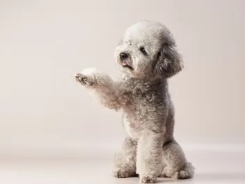 Silver Poodle: Info, Pictures, Origin & History