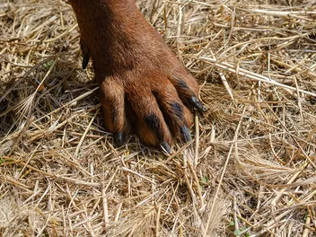 How to Remove Foxtail from a Dog’s Paw: 5 Simple Steps