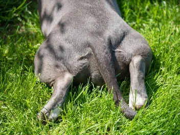Why Is My Dog Not Using Their Back Leg? Our Vet Explains 10 Reasons