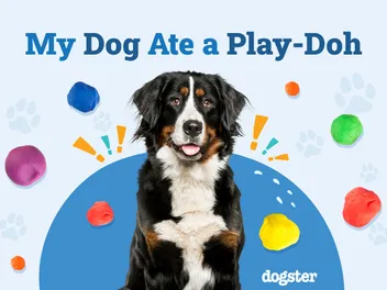 My Dog Ate Play-Doh: Should I Be Worried? (Vet Answer)
