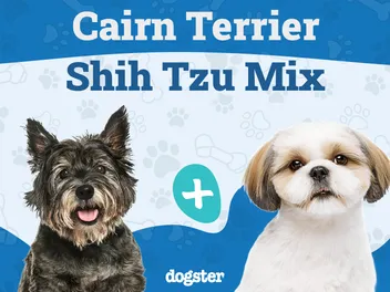 Care Tzu (Cairn Terrier and Shih Tzu): Info, Pictures, Care & More