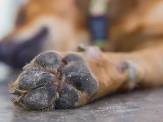 Pododermatitis in Dogs: Our Vet Explains The Causes, Signs & Treatment Options
