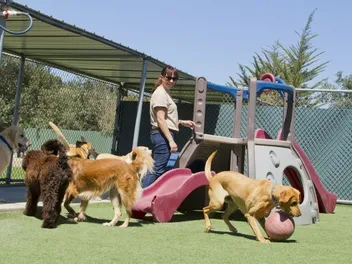 How Much Does Dog Boarding Cost? 2026 Price Guide
