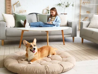 Are Corgis Good with Kids? Vet Approved Facts & Care Guide