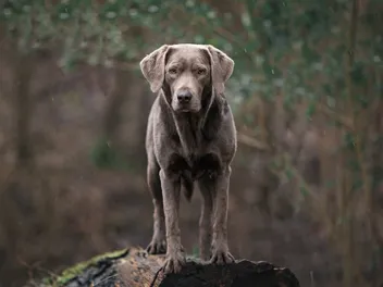 Silver Labrador Retriever Dog Breed: Info, Pictures, Origin & History