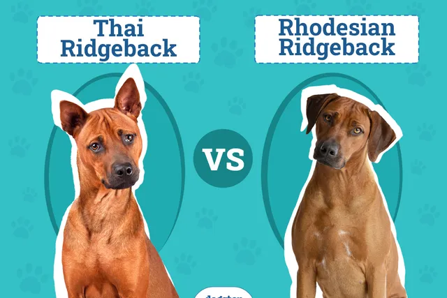Thai vs Rhodesian Ridgeback: Breed Comparison (With Pictures)
